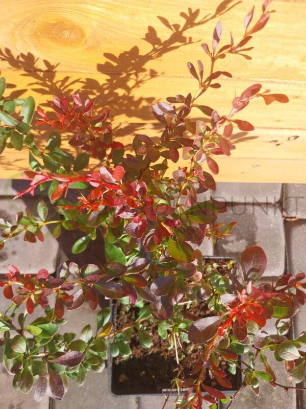 Berberys Thunberga Orange Ice PBR - Berberis thunbergii