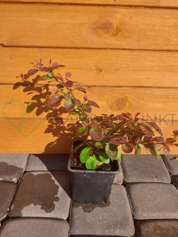 Berberys Thunberga Orange Pillar - Berberis thunbergii