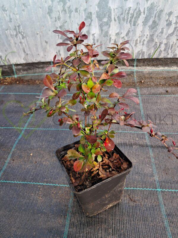 Berberys Thunberga Orange Tower - Berberis thunbergii