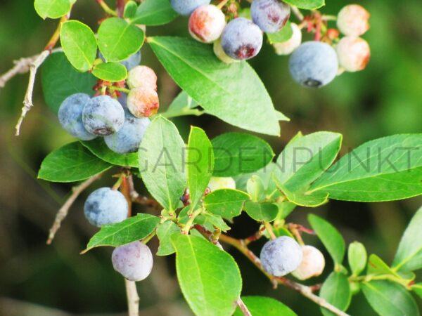 Borówka amerykańska, wysoka Bluecrop - Vaccinium corymbosum