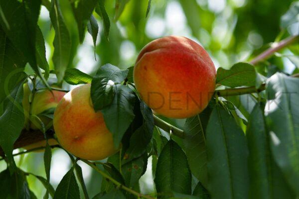 Brzoskwinia kolumnowa Fruteria - Prunus persica