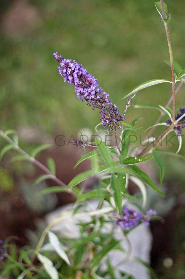 Buddleja skrętolistna - Buddleja alternifolia