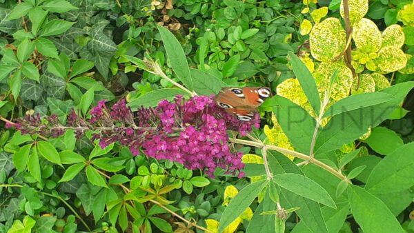 Budleja Dawida Harlequin - Buddleja davidii