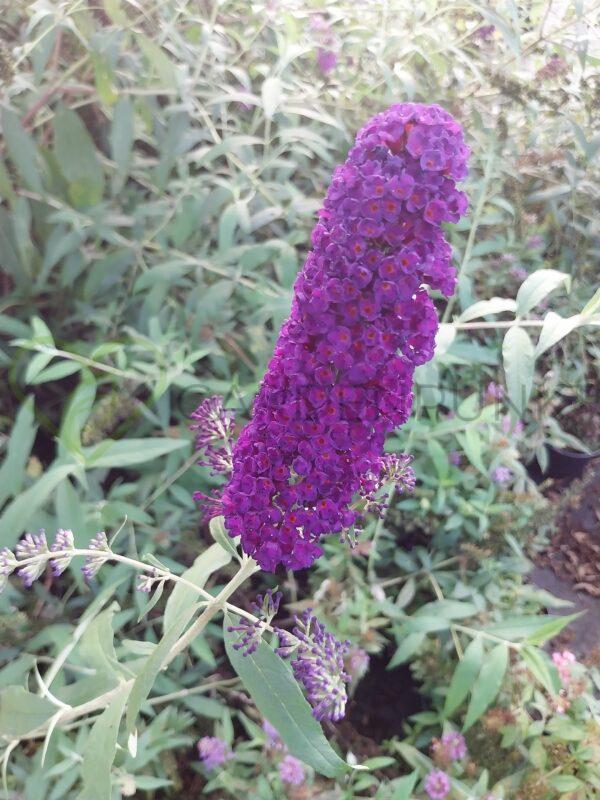 Budleja Dawida Empire Blue - Buddleja davidii