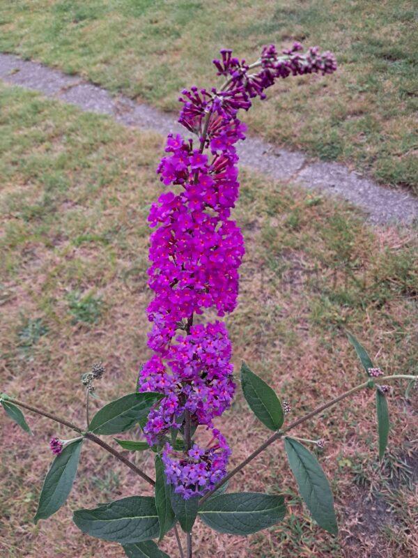 Budleja Dawida Nanho Purple - Buddleja davidii