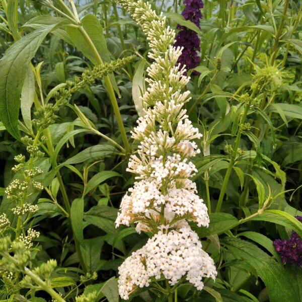Budleja Dawida Nanho White - Buddleja davidii