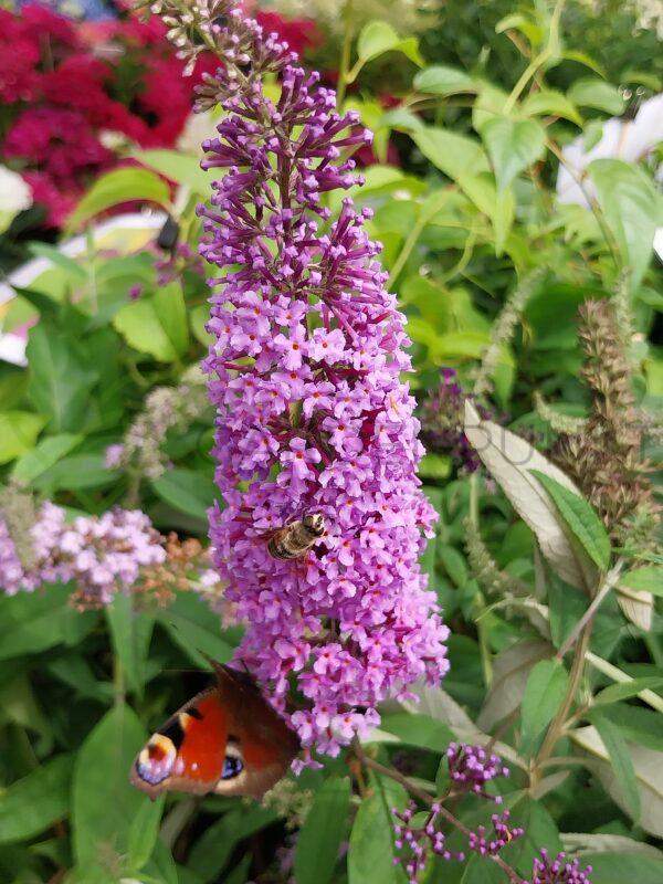 Budleja Dawida Orchid Beauty - Buddleja davidii - obrazek 2