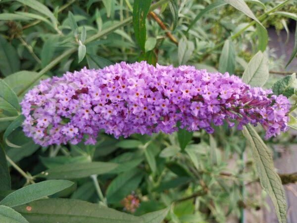 Budleja Dawida Orchid Beauty - Buddleja davidii