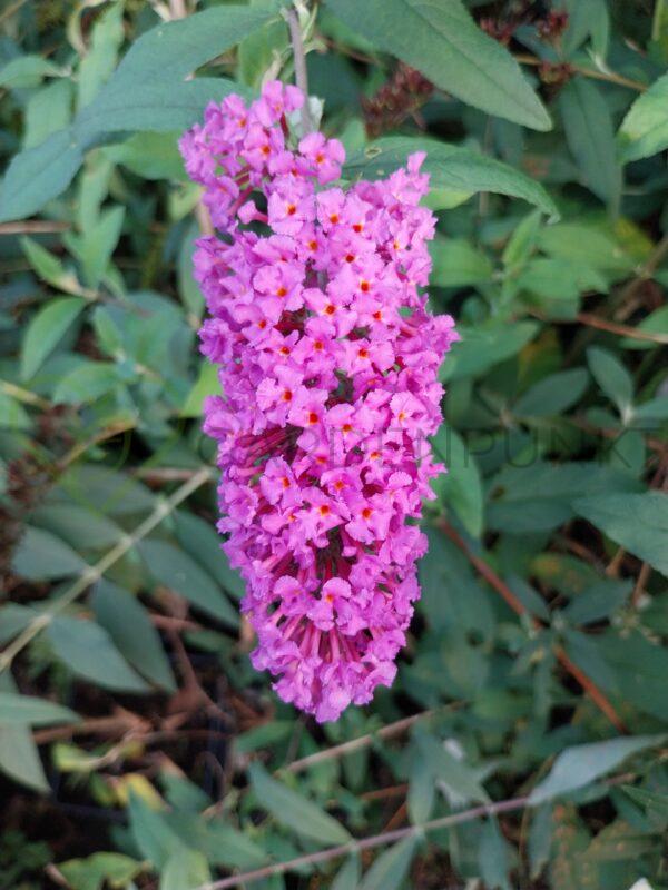 Budleja Dawida Pink Delight - Buddleja davidii