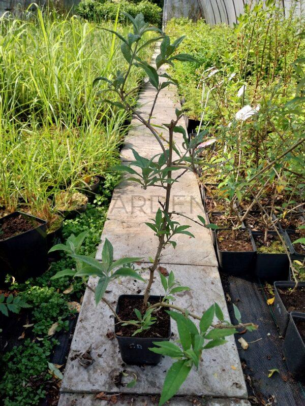 Budleja Dawida Nanho White - Buddleja davidii - obrazek 2
