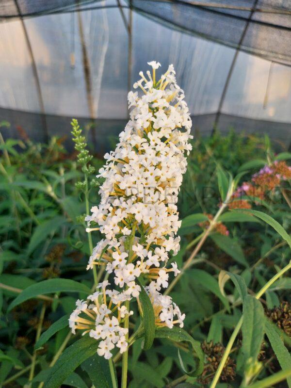 Budleja Dawida White Profusion - Buddleja davidii