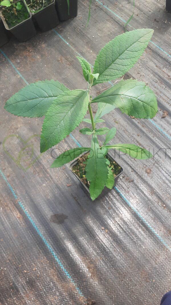 Budleja Dawida Harlequin - Buddleja davidii - obrazek 2