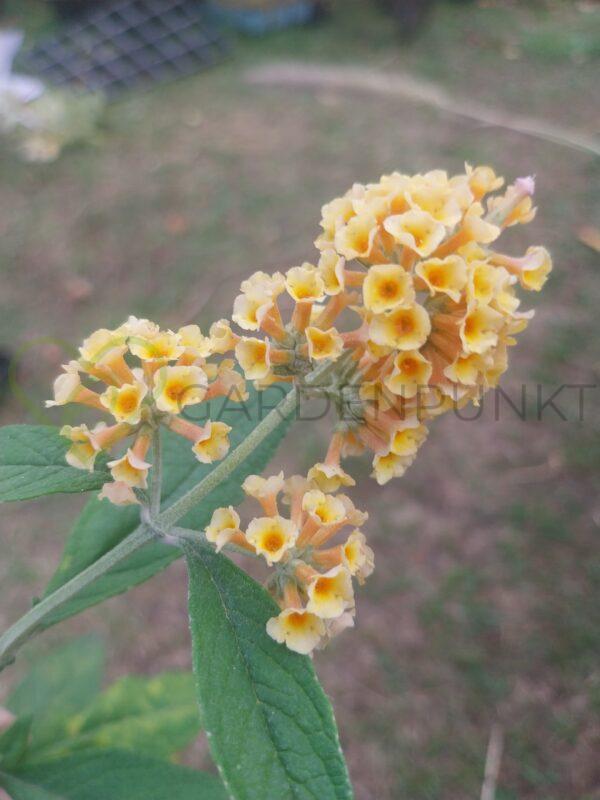 Budleja Weyera Sungold - Buddleja x weyeriana