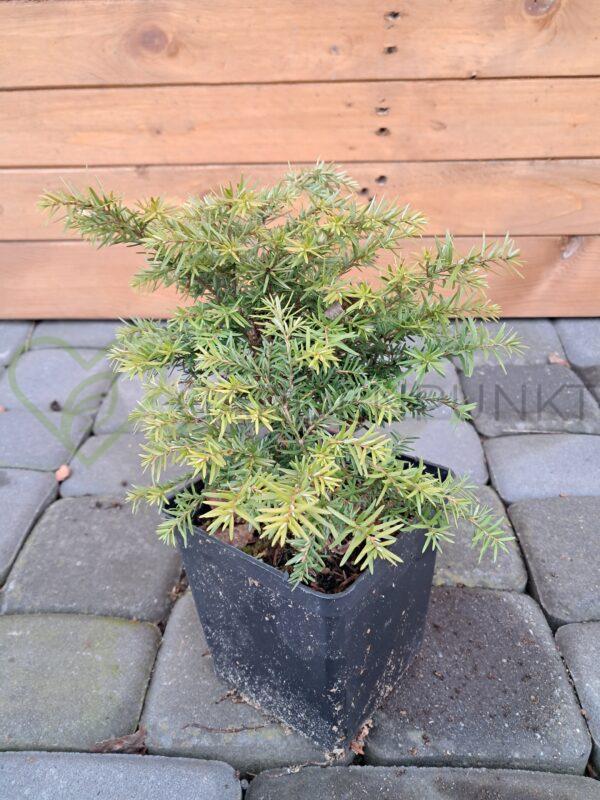 Choina kanadyjska Jeddeloh - Tsuga canadensis - obrazek 2