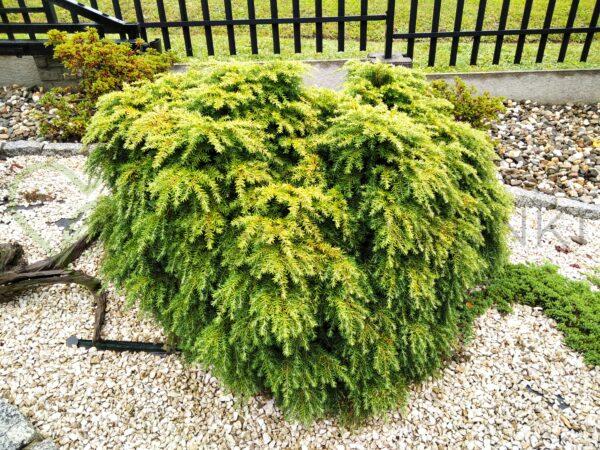 Choina kanadyjska Jeddeloh - Tsuga canadensis