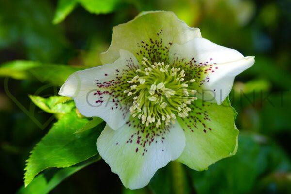 Ciemiernik wschodni Double Ellen Green - Helleborus orientalis