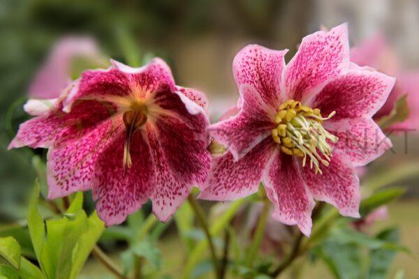 Ciemiernik wschodni Double Ellen Pink - Helleborus orientalis