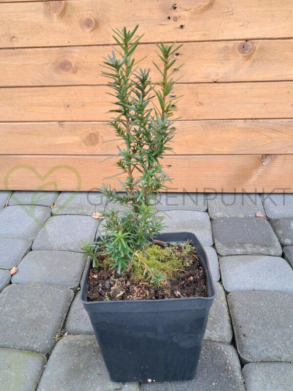 Cis pośredni Hicksii - Taxus x media