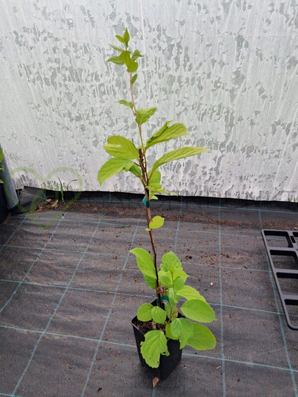 Cytryniec chiński Sadova No1 - Schisandra chinensis - obrazek 2