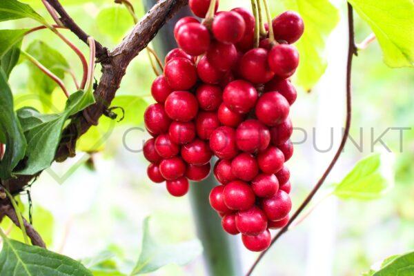 Cytryniec chiński Sadova No1 - Schisandra chinensis
