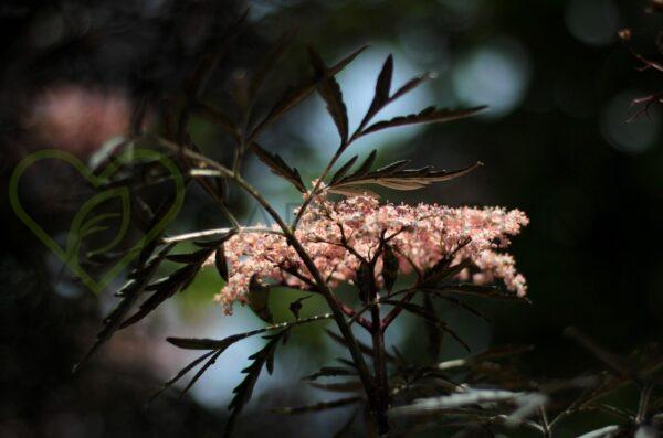 Czarny bez Black Lace - Sambucus nigra