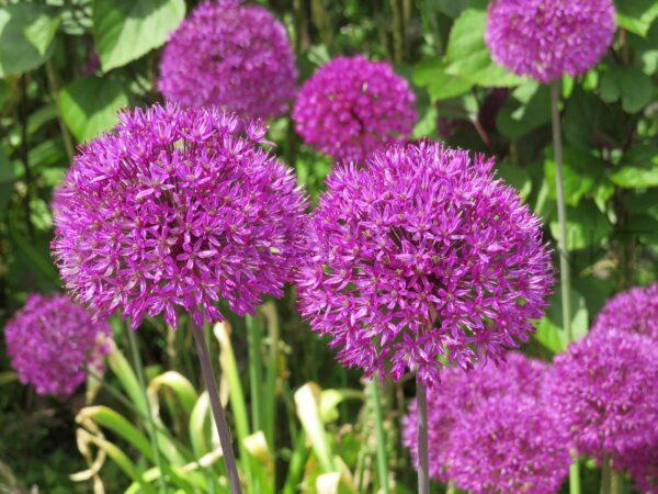 Czosnek Milenium - Allium