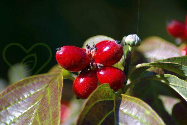 Dereń jadalny - Cornus mas