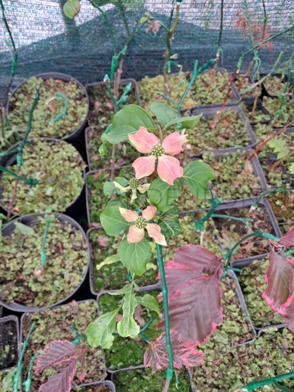 Dereń kousa Beni Fuji - Cornus kousa