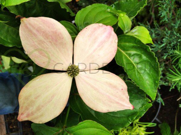 Dereń kousa China Girl - Cornus kousa