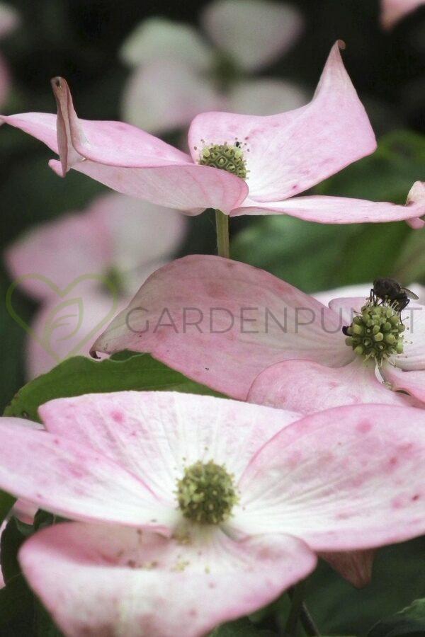 Dereń kousa Satomi - Cornus kousa