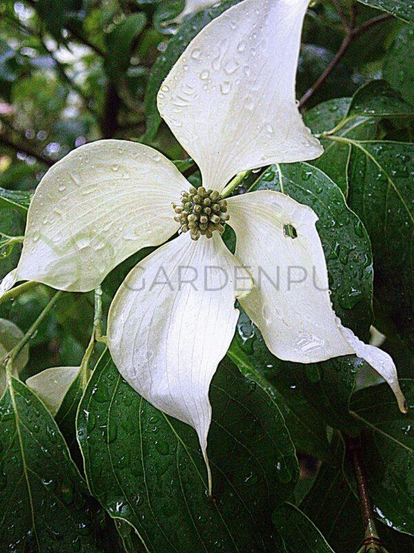 Dereń kousa Teutonia - Cornus kousa