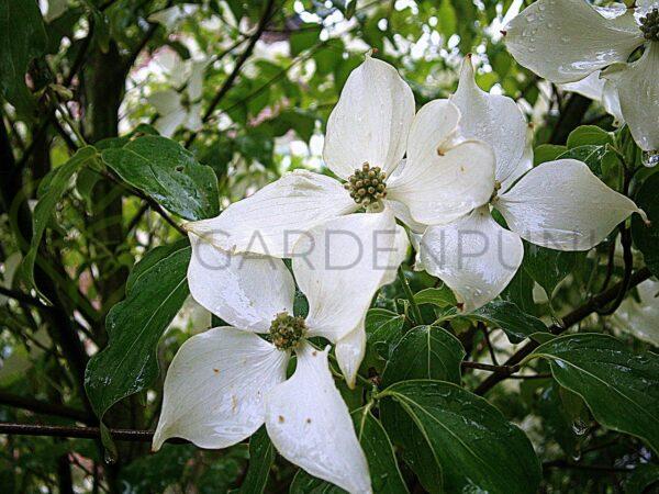 Dereń kousa Wieting's Select - Cornus kousa