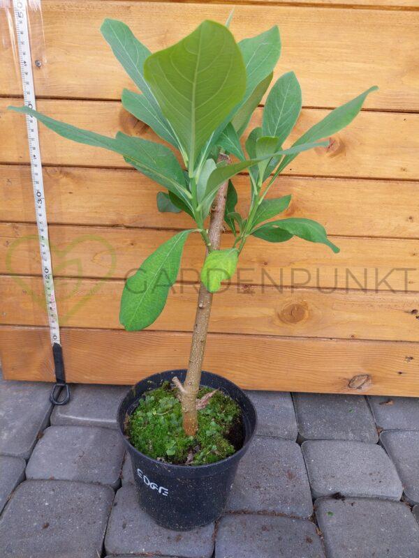 Edgeworthia papierodajna - Edgeworthia chrysantha - obrazek 2