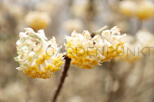 Edgeworthia papierodajna - Edgeworthia chrysantha