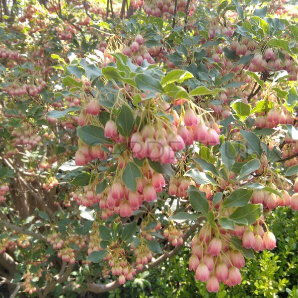 Enkiant dzwonkowaty - Enkianthus campanulatus