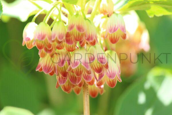 Enkiant dzwonkowaty Pagode - Enkianthus campanulatus