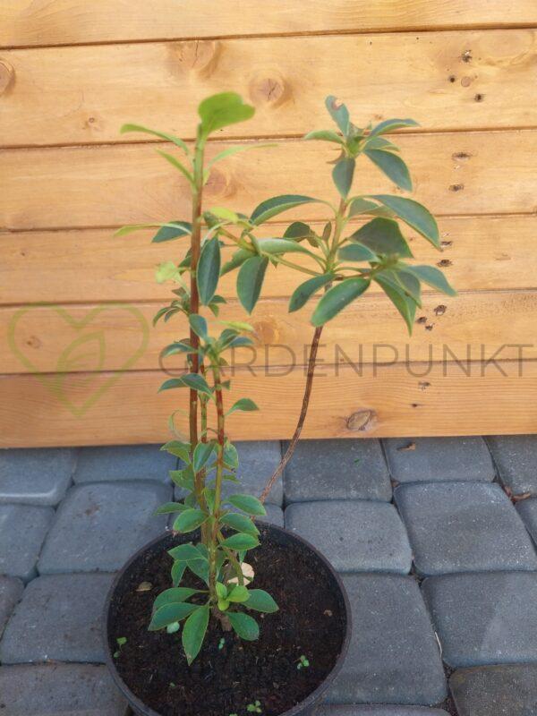 Enkiant dzwonkowaty Red Bells - Enkianthus campanulatus - obrazek 2