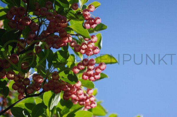 Enkiant dzwonkowaty Red Bells - Enkianthus campanulatus