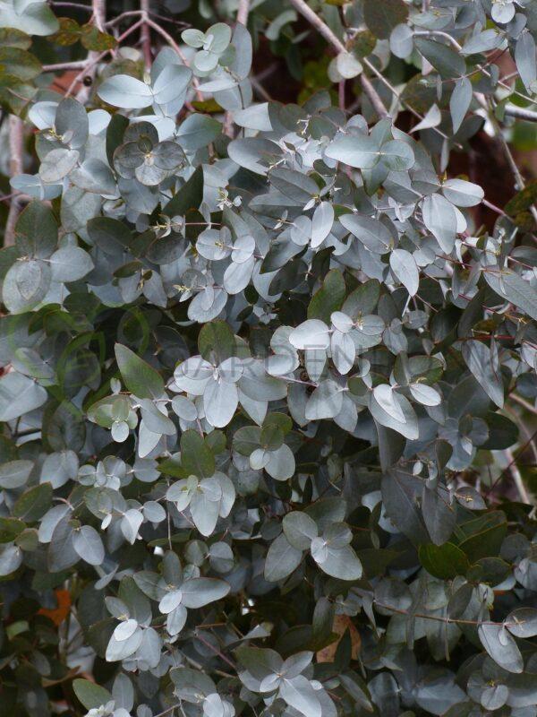 Eukaliptus gumowy Small Leaved Gum - Eucalyptus parvula