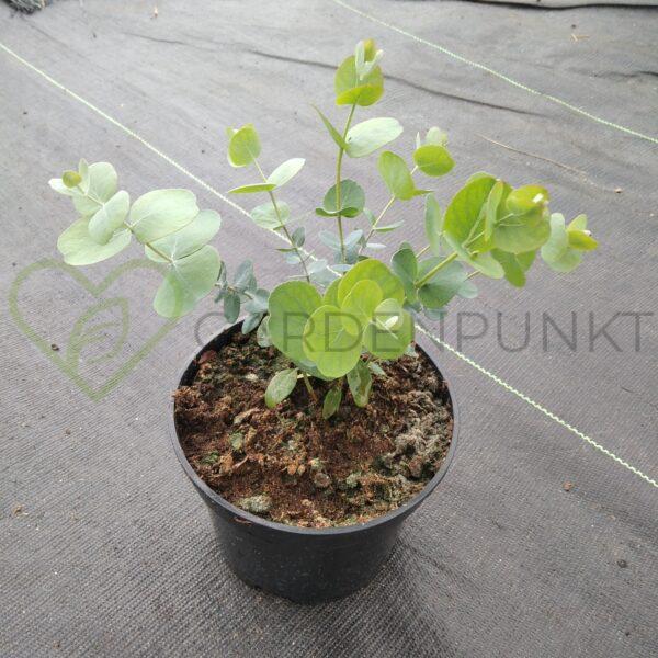 Eukaliptus Gunna Azura - Eucalyptus gunnii - obrazek 2