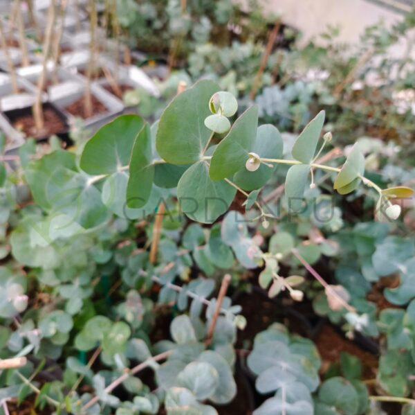Eukaliptus niebieski Baby Blue - Eucalyptus pulverulenta