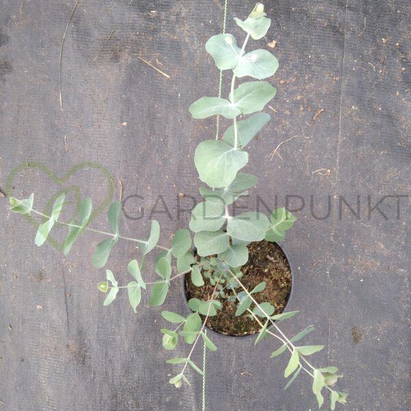 Eukaliptus popielaty Silver Dollar - Eucalyptus cinerea - obrazek 3