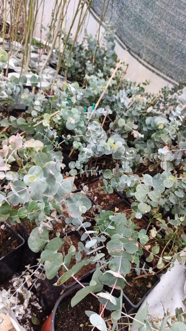 Eukaliptus popielaty Silver Dollar - Eucalyptus cinerea