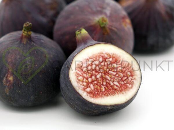 Figowiec pospolity Francessca - Ficus carica