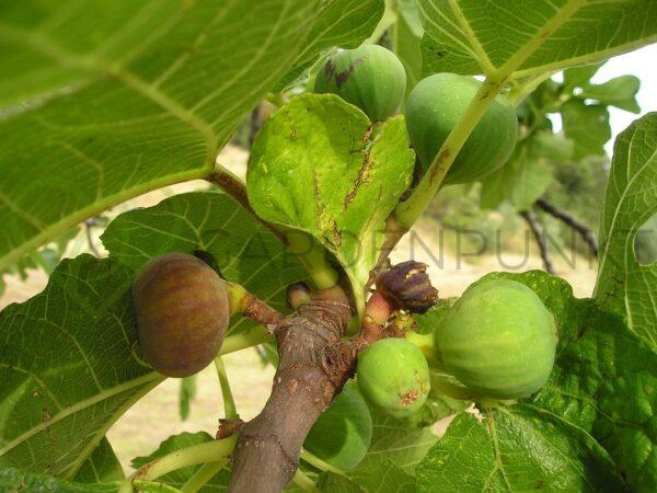 Figowiec pospolity Little Miss Figgy PBR - Ficus carica