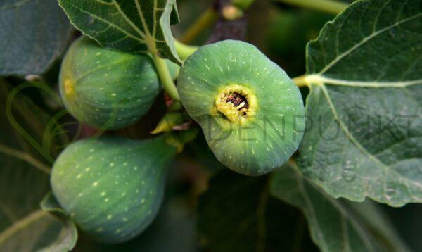 Figowiec pospolity Sultane - Ficus carica