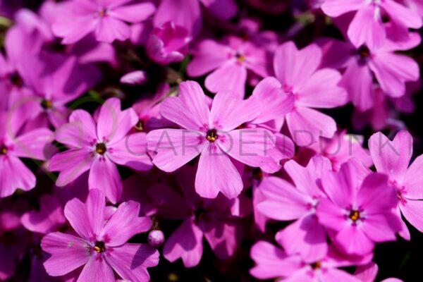 Floks szydlasty Crimson Beauty - Phlox subulata