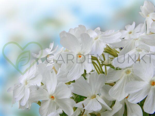 Floks szydlasty Maischnee - Phlox subulata