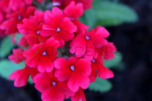Floks wiechowaty Early Red PBR - Phlox paniculata