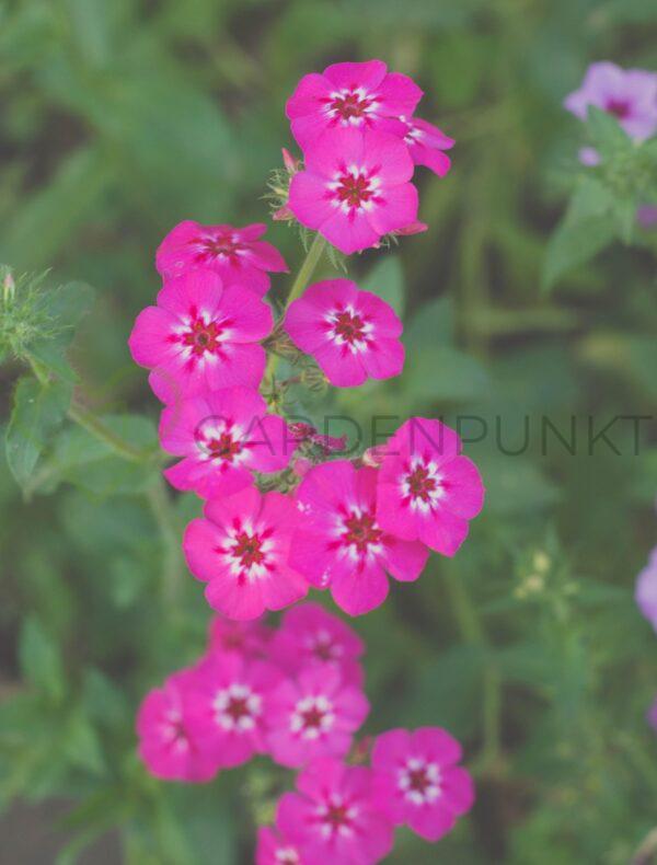 Floks wiechowaty Flame Pink PBR - Phlox paniculata
